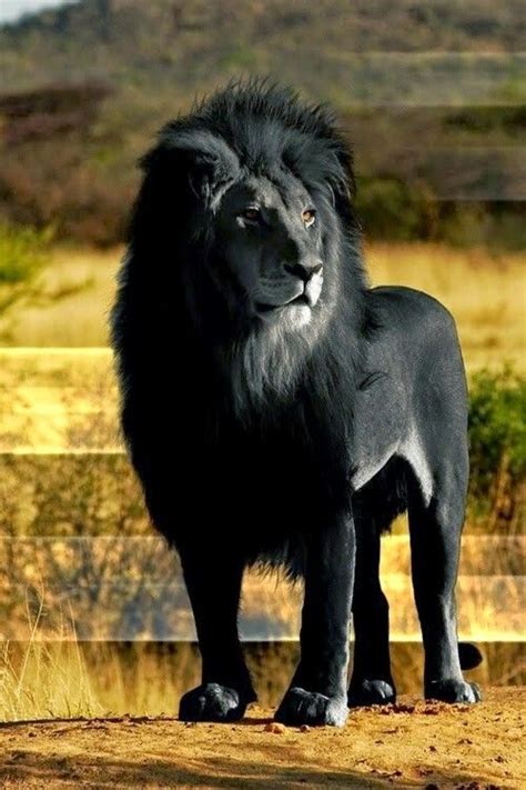 Gorgeous Life May Surprise You🤘 Majestic Animals Animals Wild Rare