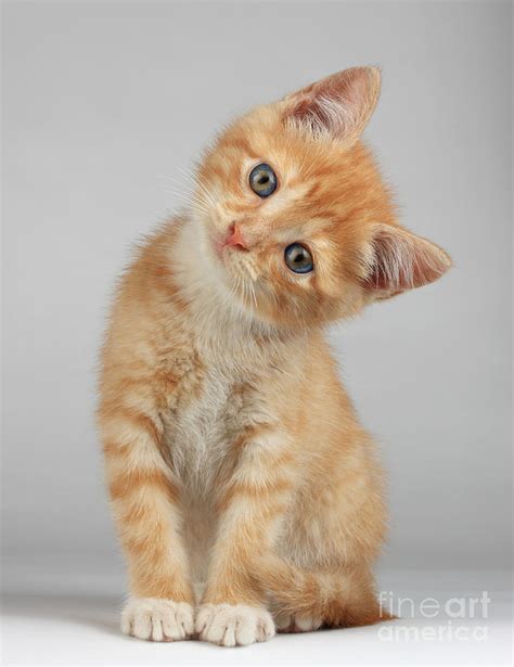 Cute Little Kitten Photograph By Lana Langlois Fine Art America