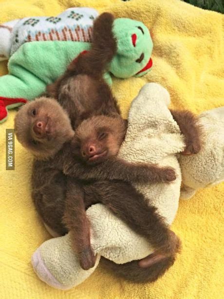 Two Baby Sloths Are Cuddling Together Animals Cute Baby Sloths