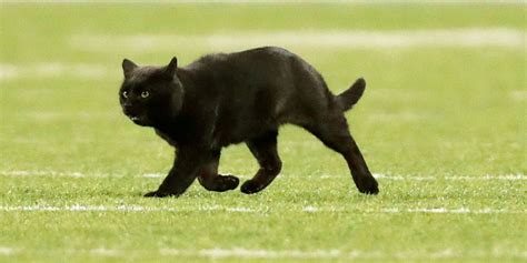 The Cowboys Announced The Black Cat During Their Announcements