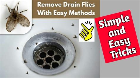 Drain Flies How To Get Rid Of Them Drain Flies In Bathroom