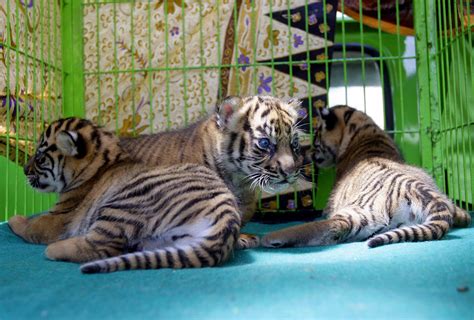 Sumatran Tiger Cubs That Were Born Last Month Sit In A Cage Before
