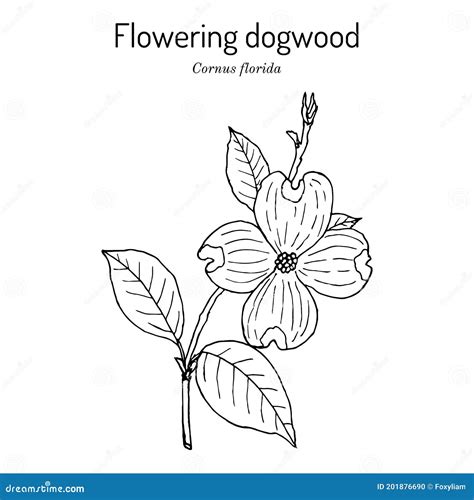 Flowering Dogwood Cornus Florida State Flower Of North Carolina Stock