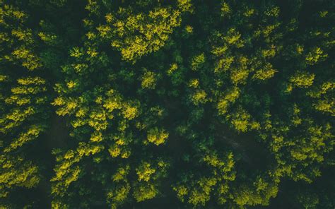 Download Wallpaper 2560x1600 Forest Trees Aerial View Treetops