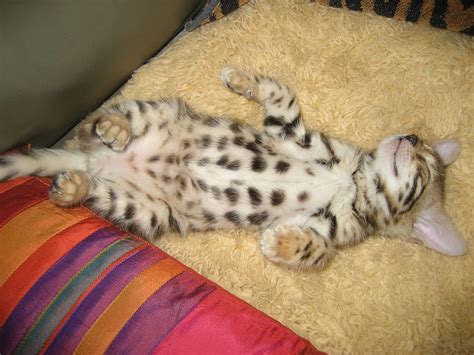 Bengal Kitten Sleeping Bengal Jada Kitten Hd Wallpaper Peakpx