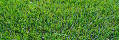Best Grass For Texas Heat Drought Resistant Grass In Texas Zodega
