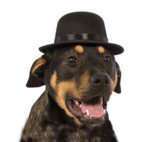 Rubies Top Hat Dog Costume Black Baxterboo