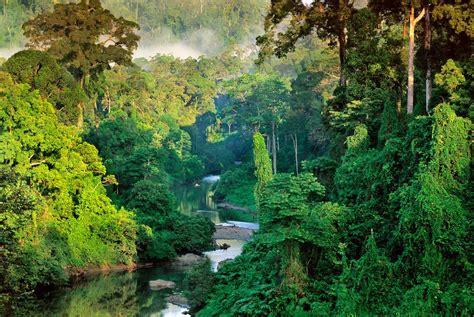 Droughts Threaten Bornean Rainforests Beautiful Places In The World
