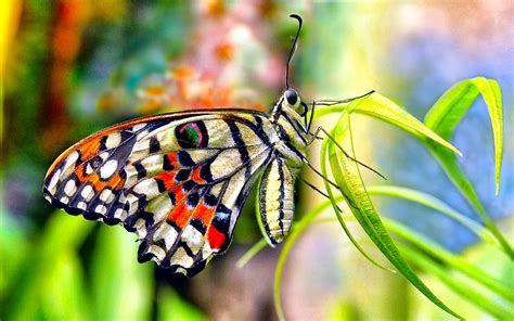 34 High Quality Butterfly Backgrounds Backgrounds