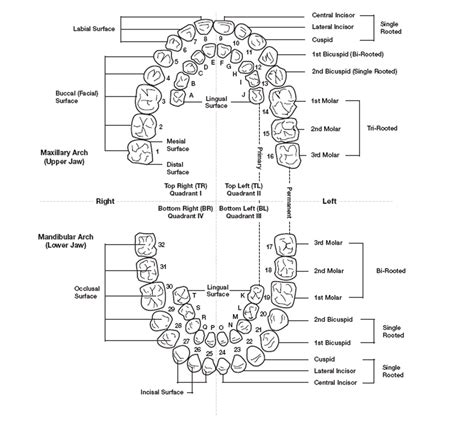 Diagram Chihuahua Teeth Diagram Mydiagram Online