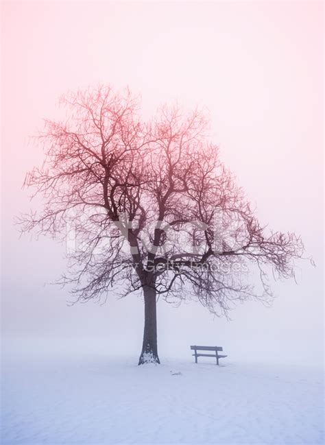 Winter Tree In Fog At Sunrise Stock Photo Royalty Free Freeimages