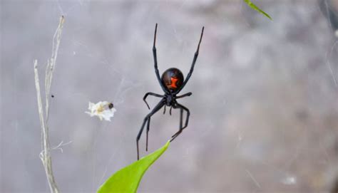 Spiders In Kentucky 49 Different Species