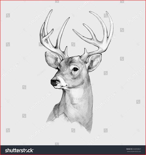 Deer Pencil Sketch At Explore Collection Of Deer