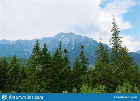 Green Fir Trees With Snow Covered Mountain Peaks In The Background