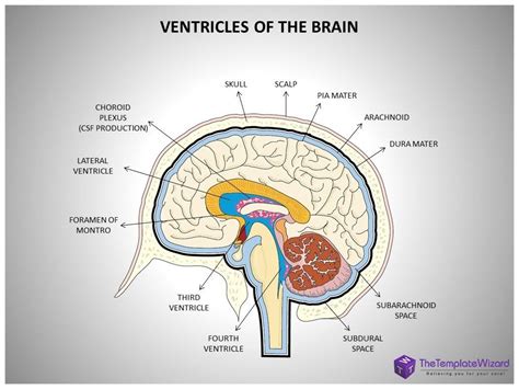 Image Result For Brain Ventricle Anatomy Brain Diagram Human Anatomy