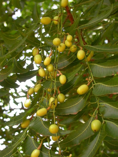 Semi di azadirachta indica fiori e foglie di azadirachta indica il nīm ( hindi : Ficha del árbol del neem o nim (Azadirachta indica)