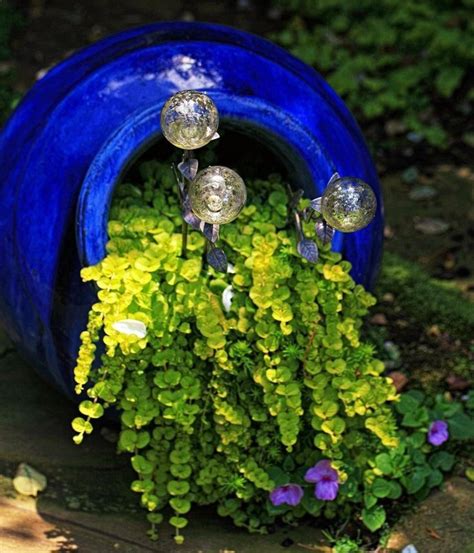 Simply Stunning Use Of Creeping Jenny In A Cobalt Pot With Decorative