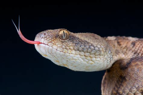 Oman Saw Scaled Viper Echis Omanensis Snake Large Animals Snake Bites