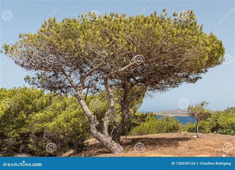 One Pinus Halepensis Aleppo Pine Tree Stock Photo Image Of Gozo