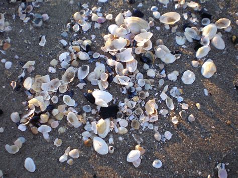 Free Images Beach Sand Rock Pebble Soil Fauna Material Invertebrate Seashell Gravel