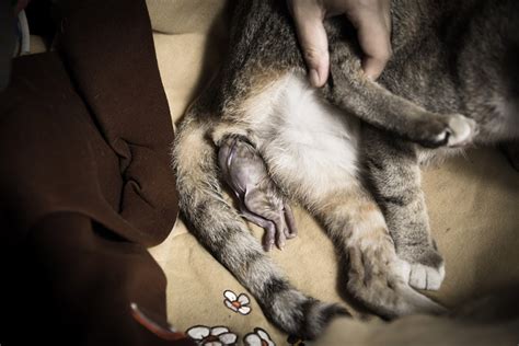 How To Help A Pregnant Cat Give Birth Our Vet Explains What To Do Pet Keen