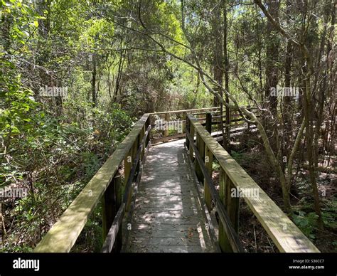 Boardwalk Through A Swamp Stock Photo Alamy