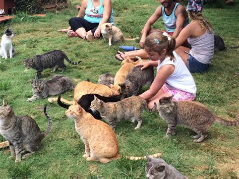The Lanai Cat Sanctuary Is Awesome