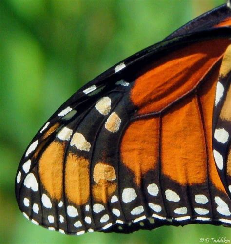 Monarch Butterfly Wing By Macromagnificent On Deviantart