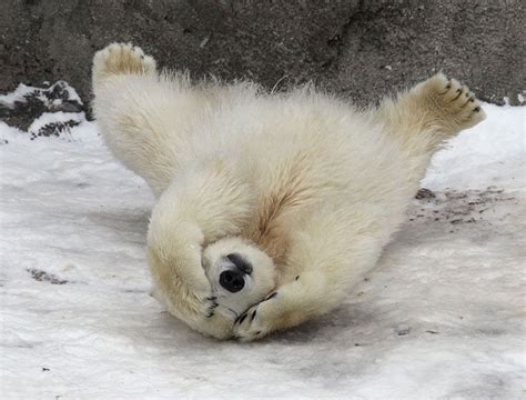 Hide And Seek Baby Polar Bears Polar Bear Bear Pictures