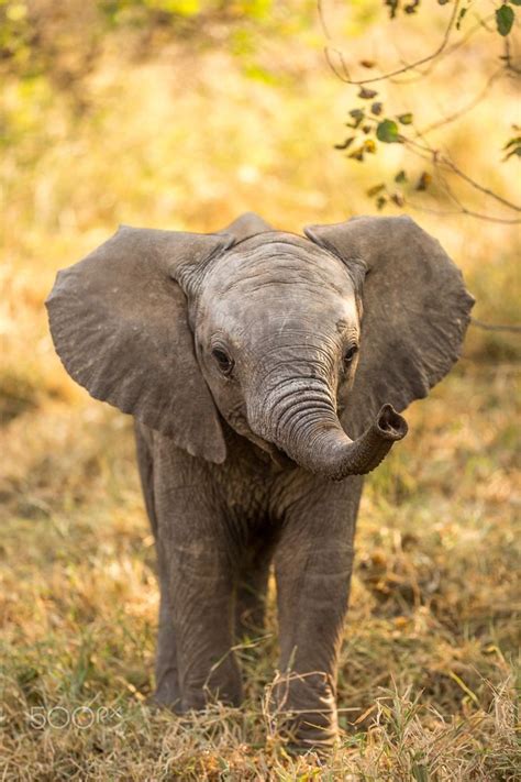 Baby Elephants That Will Instantly Make You Smile Elephants Photos