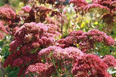 10 Colorful Perennials That Bloom In The Fall Natalie Linda