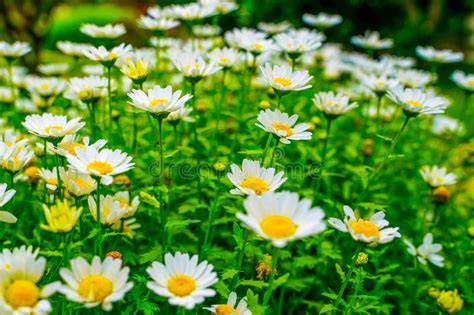 Close Up White Yellow Daisy On Green Field Blur Background Flowering