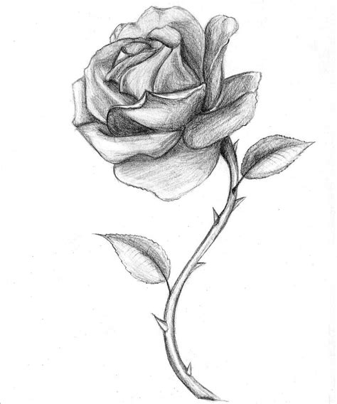 Free Rose Drawings Download Free Rose Drawings Png Images Free