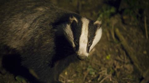 How To Deter Badgers In Your Garden Fasci Garden