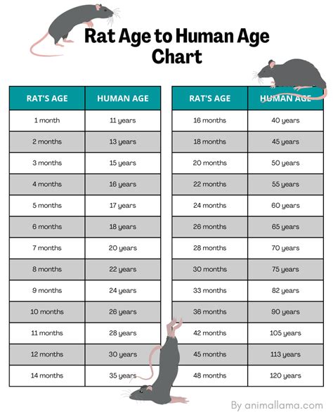 Rat Age To Human Age Chart Animallama