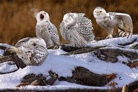 Funny Snowy Owls Сова Филины