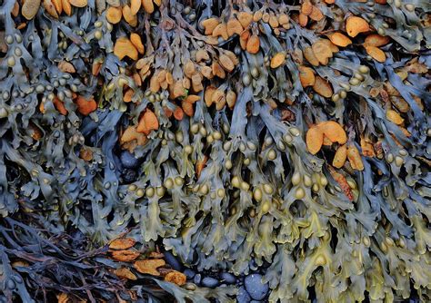 Seaweed Color Photograph By Bethany Dhunjisha Fine Art America