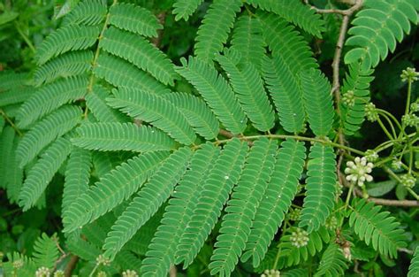 Mimosa tree (albizia julibrissin, var. Albizia julibrissin, Mimosa, Silk Tree - Plant Gallery ...