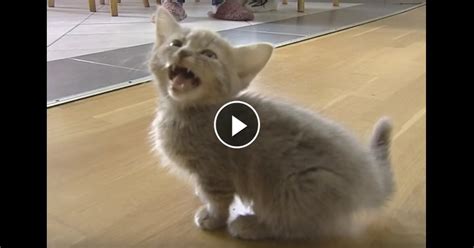Lovable Cats Cute Munchkin Baby Kitten Talks Too Much Lovable Cats