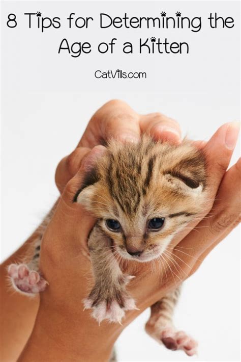 How Can You Tell How Old A Kitten Is Follow These 8 Tips