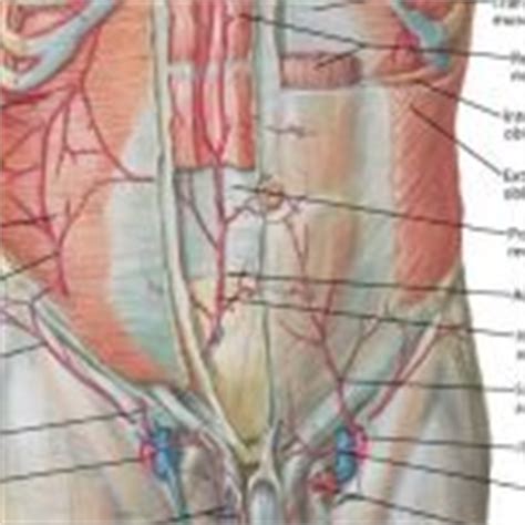 The bones of the abdomen are made up of the lumbar. 23 Best Female Anatomy images | Anatomy, Human anatomy, Female