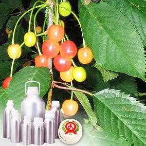 Please check the measurement chart carefully before you buy the item. Sweet Cherry Kernel Carrier Oil - 100% Pure Buy Online ...