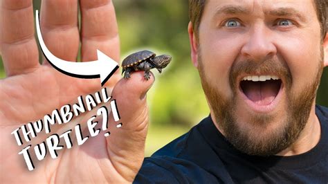 World S Smallest Turtle YouTube