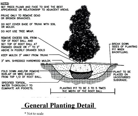 Planting Detail Masterplan Outdoor Living