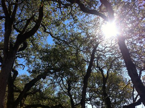 Hd Wallpaper Oak Oak Tree Nature Sky Branches Trees Sun