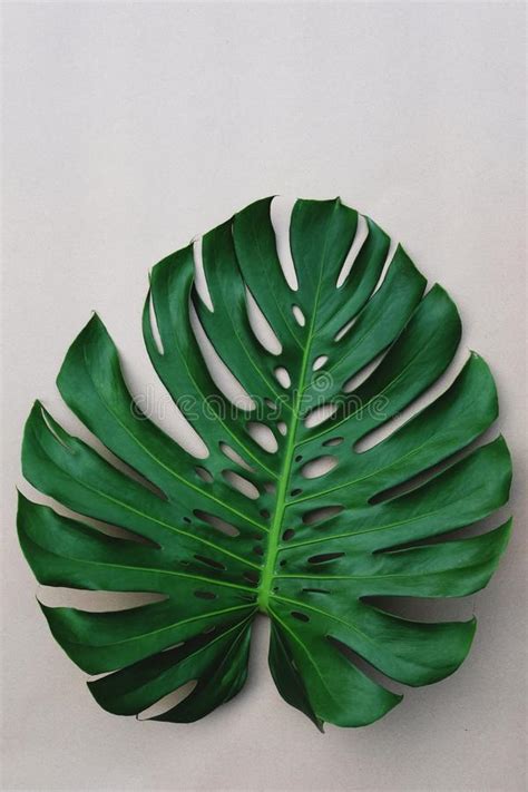 Single Fresh Green Monstera Leaf Texture Copy Space Stock Photo