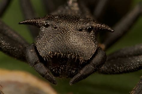Ant Mimicking Spider Portrait Aphantochilus Rogersi Flickr
