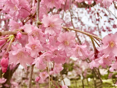 Descobrir 100 Image Flor Sakura Pt