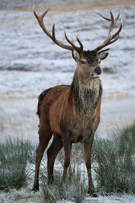 Stag In The Scottish Highlands Snow Animals Animals Beautiful