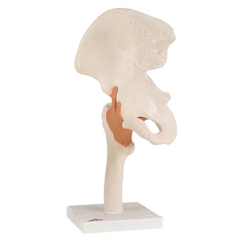 Functional Hip Joint Anatomical Model Physio Needs